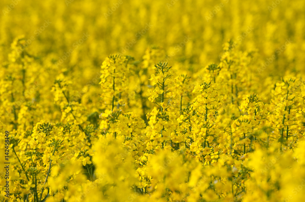 Rape field in blossom