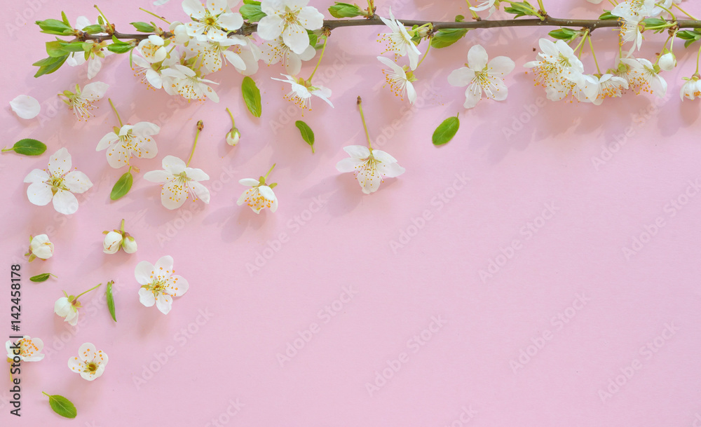 Cherry blossom on pink background