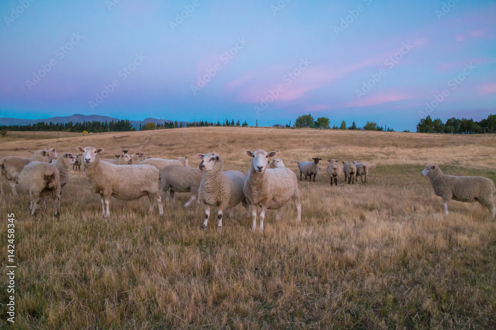 Fototapeta premium Beautiful sunset background with sheep on the agricultural field. New Zealand, farming in Central Otago.