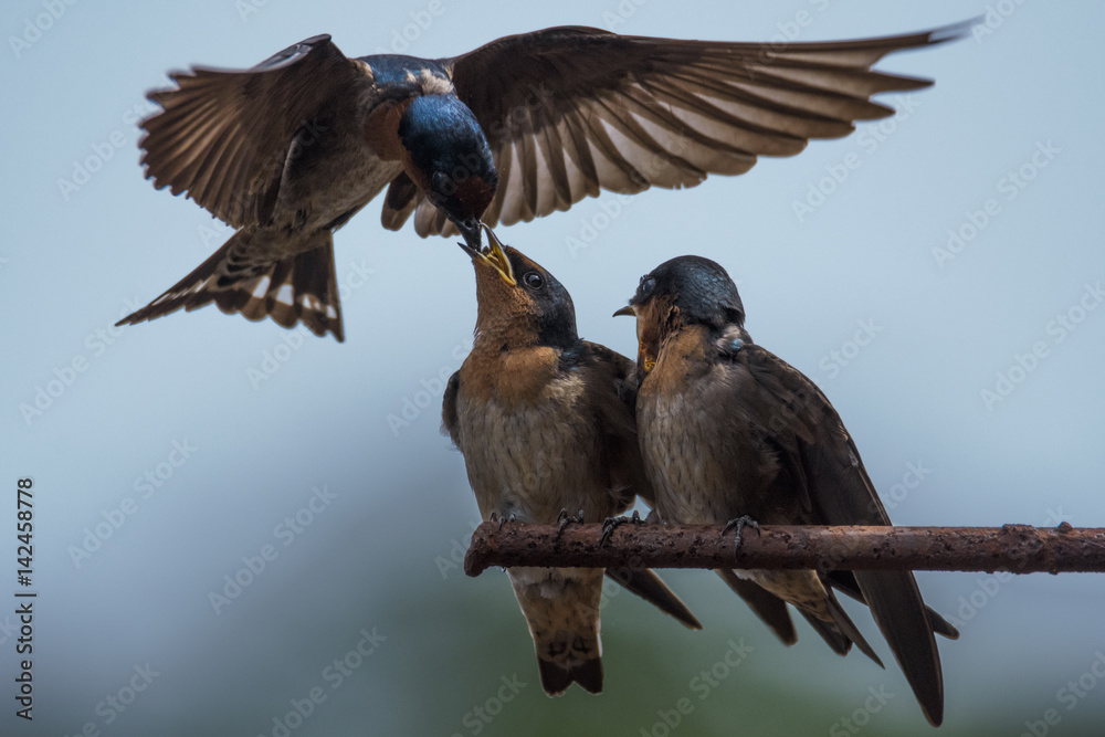 Obraz premium Feeding The Next Generations