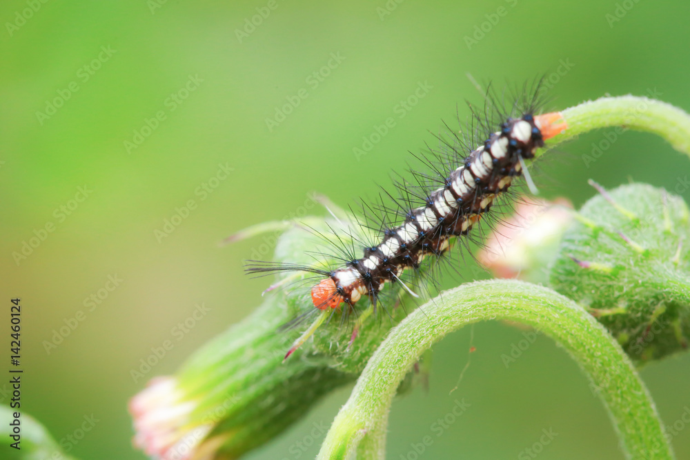 Macro of caterpillar on a green plant in the garden, An Emperor moth Caterpillar feeding on a bramble leaf.