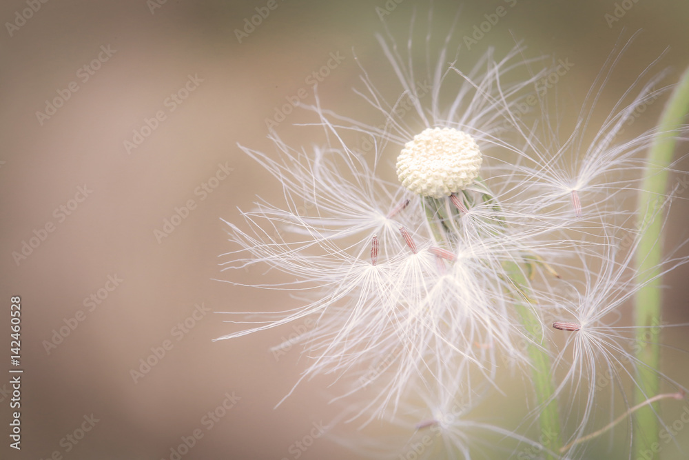 Fototapeta premium Close up beautiful spring dandelion flowers in the morning sunlight blowing, space for texture, flowers background warm tone. macro concept