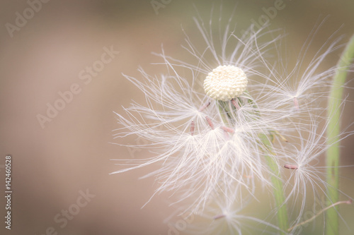 Close up beautiful spring dandelion flowers in the morning sunlight blowing  space for texture  flowers background warm tone. macro concept