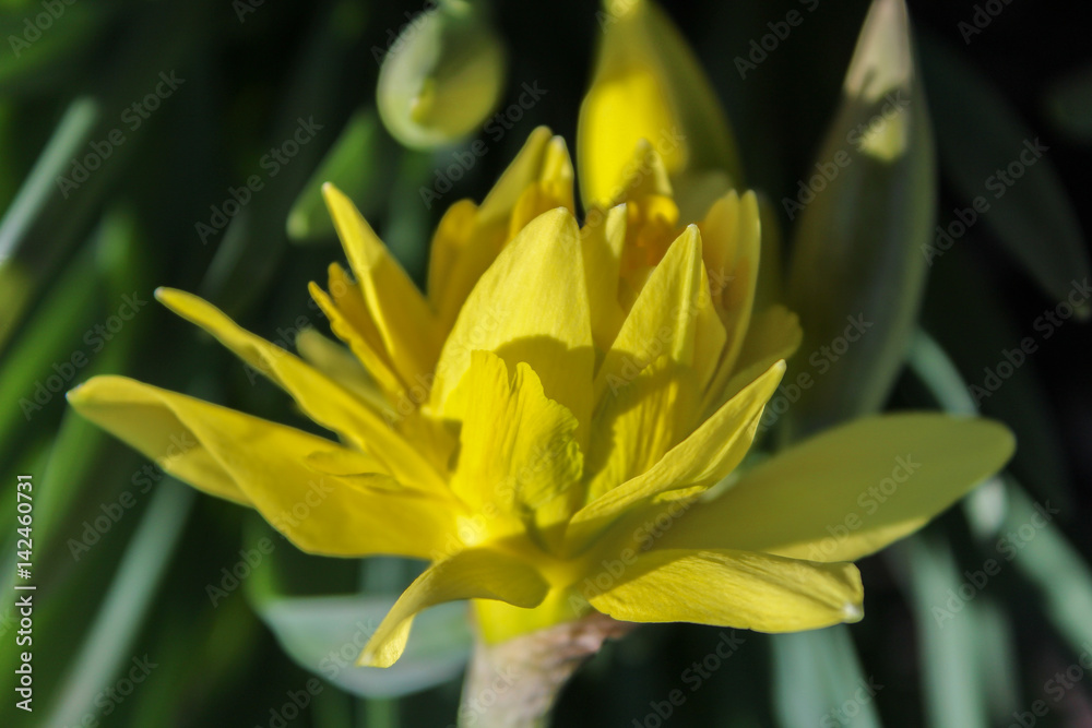 Fototapeta premium Yellow flower with blured background