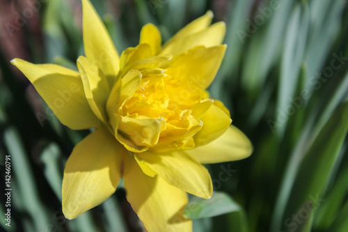 Yellow flower with blured green background