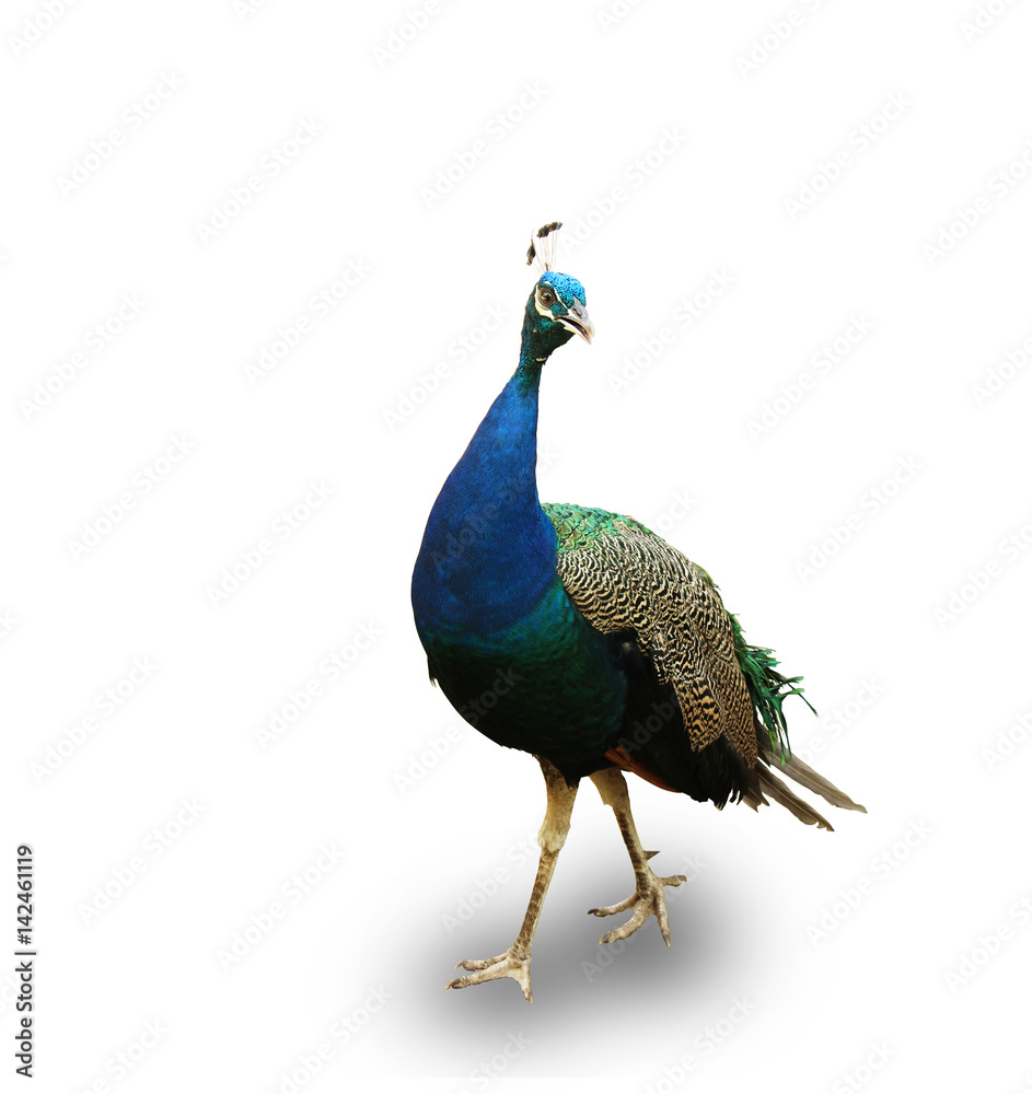 Naklejka premium peacock isolated on white background with clipping path.