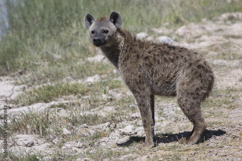 Spotted hyena which stands on the shore of the reservoir in the savannah on a hot day Spotted hyena which stands on the shore of the reservoir in the savannah on a hot day