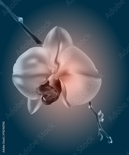 Fototapeta Naklejka Na Ścianę i Meble -  Beautiful orchid flowers. Vintage card. Sad mood.