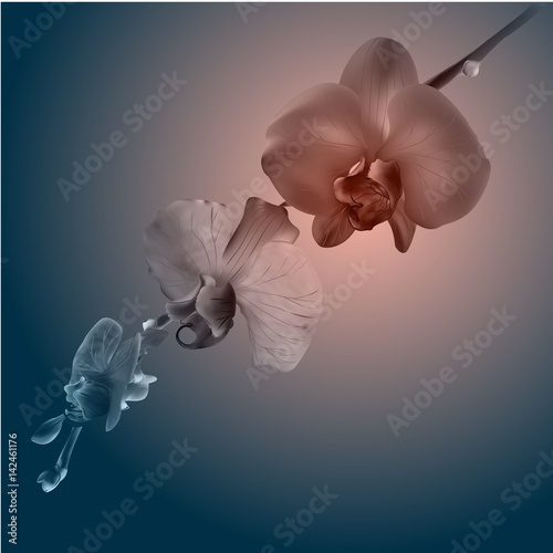 Fototapeta Naklejka Na Ścianę i Meble -  Beautiful orchid flowers. Vintage card. Sad mood.