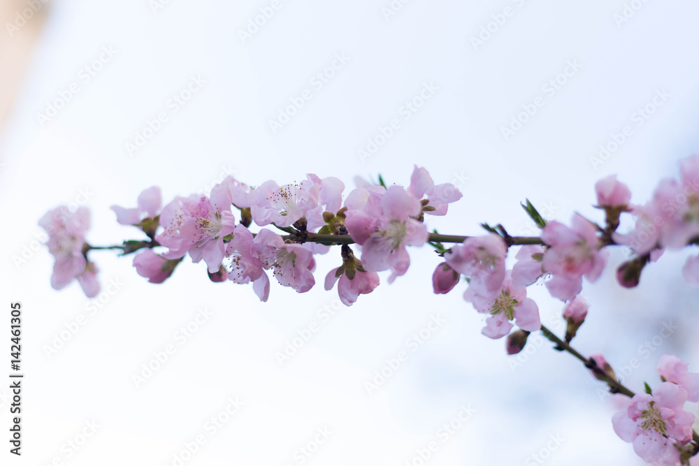 Spring tree pink flowers and green leaves on blue sky background 