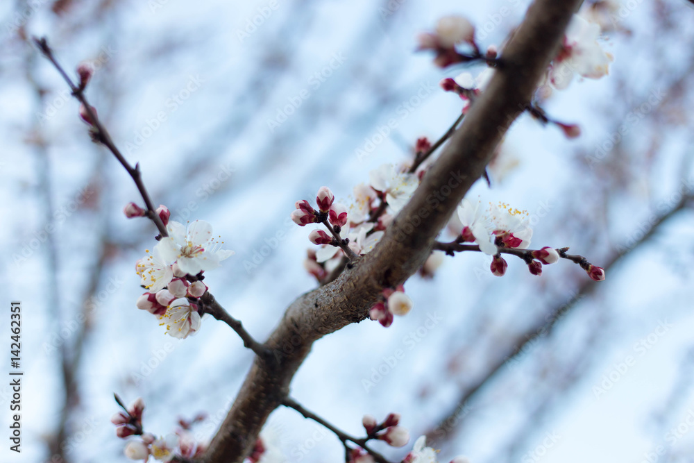 Spring tree pink flowers and green leaves on blue sky background Spring tree pink flowers and green leaves on blue sky background