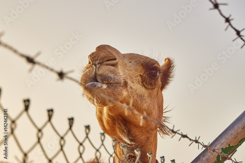 Kamel hinter zaun