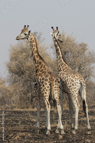 Two giraffes standing with their backs turned with their heads in the scorched savanna