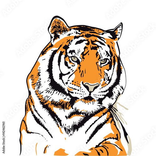 Fototapeta Naklejka Na Ścianę i Meble -  Tigerkopf illustration isoliert auf weiß