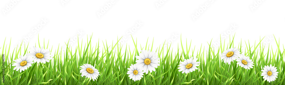 Grass and chamomile. High detailed vector illustration. Element for the design foreground card about nature. - obrazy, fototapety, plakaty 