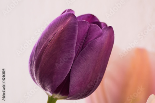Tulip macro on white background