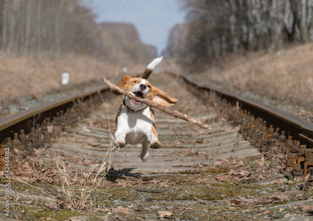 Beagle jumping with a stick in his teeth