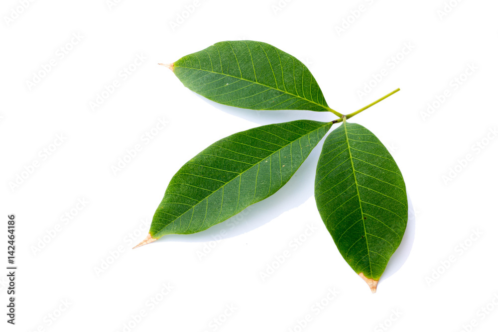 Obraz premium Green leafs isolated.