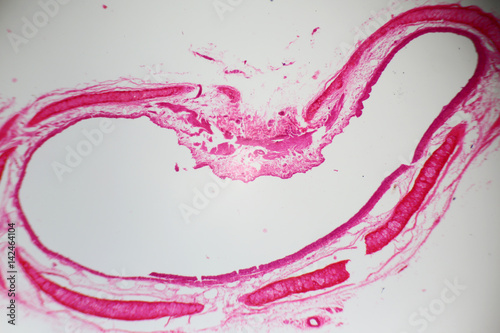 Trachea section under the microscope