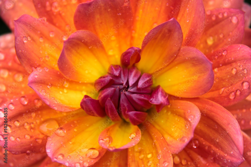 Dahlia. Dahlia.