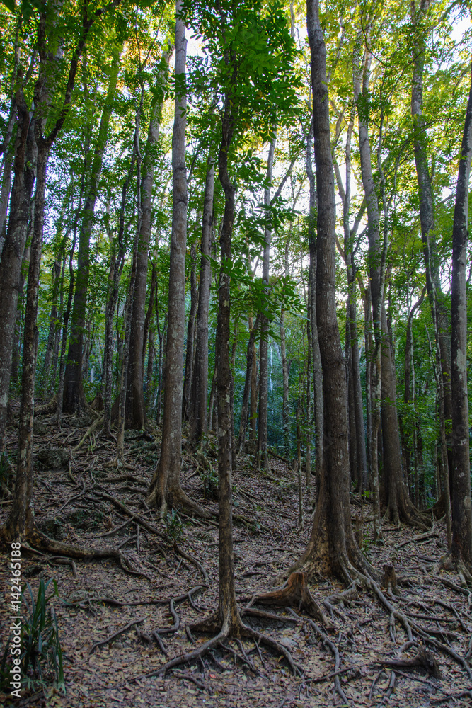Mahogany Forest on the Bohol island, Philippines Mahogany Forest on the Bohol island, Philippines