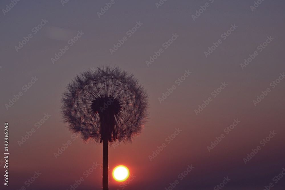 Fototapeta premium Dandelion at the sunset