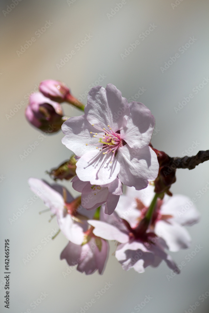Fototapeta premium Cherry blossom closeup - white and pink