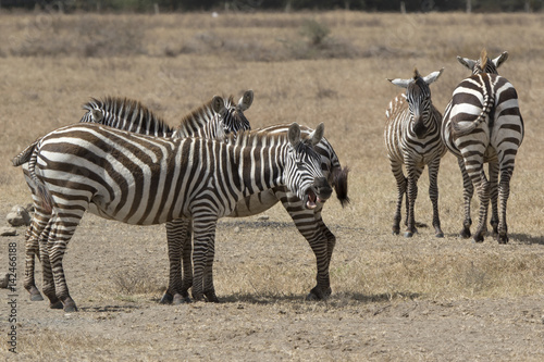 Yawning zebra that stands in a small herd in a dry savannah on a hot day