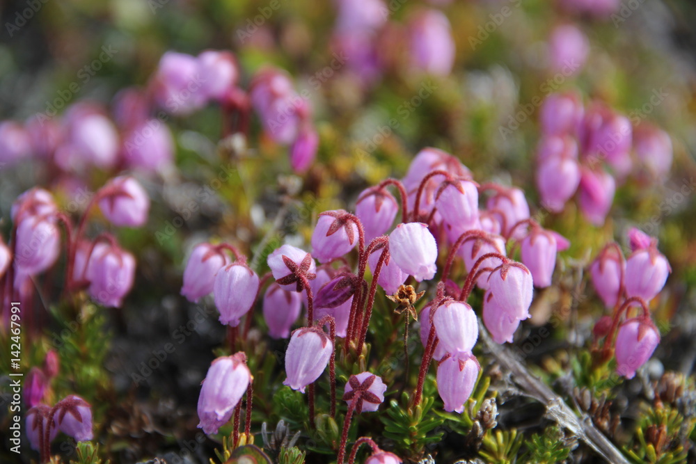 Arktische Blumen