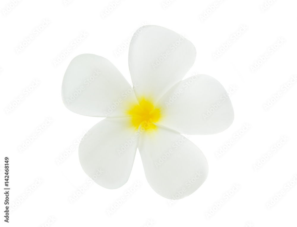Obraz premium white Plumeria