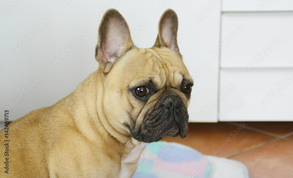 chien bouledogue français,sur sa couverture à la maison,portrait