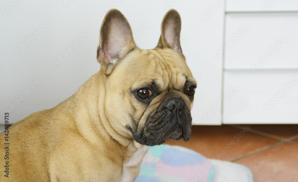 chien bouledogue français,sur sa couverture à la maison,portrait chien bouledogue français,sur sa couverture à la maison,portrait