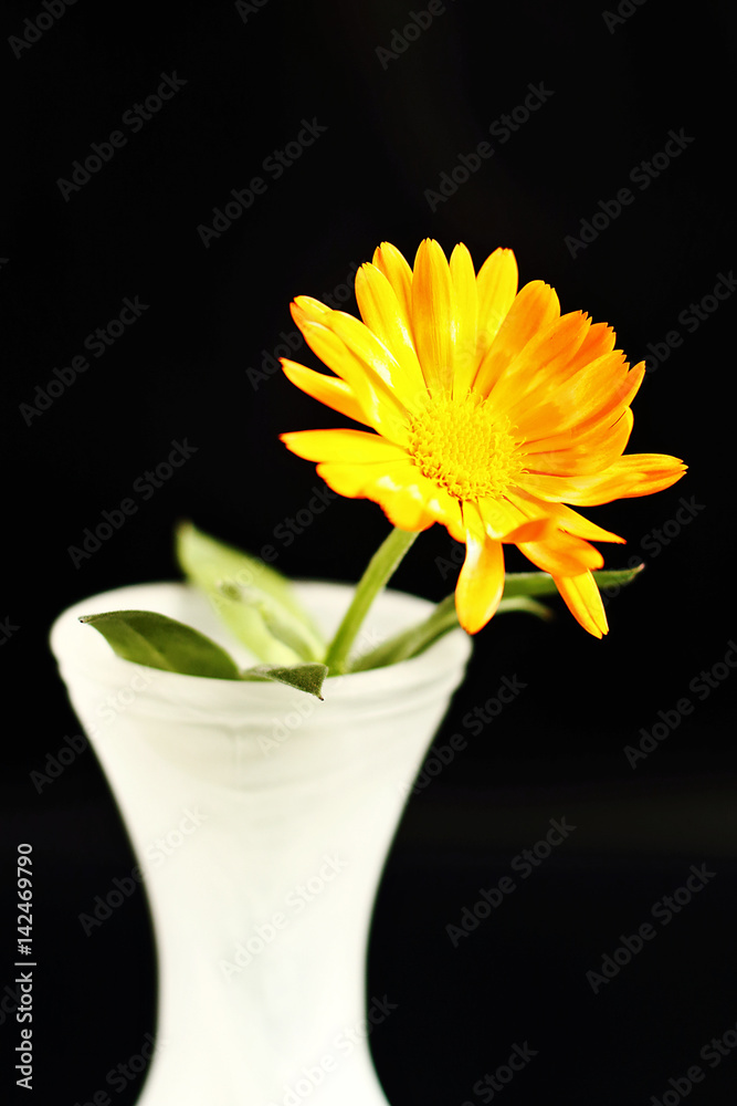 Fototapeta premium Orange flower, vase and black background