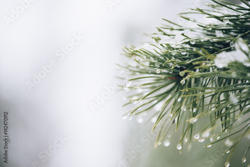 Pine tree with a macro dew on it photo