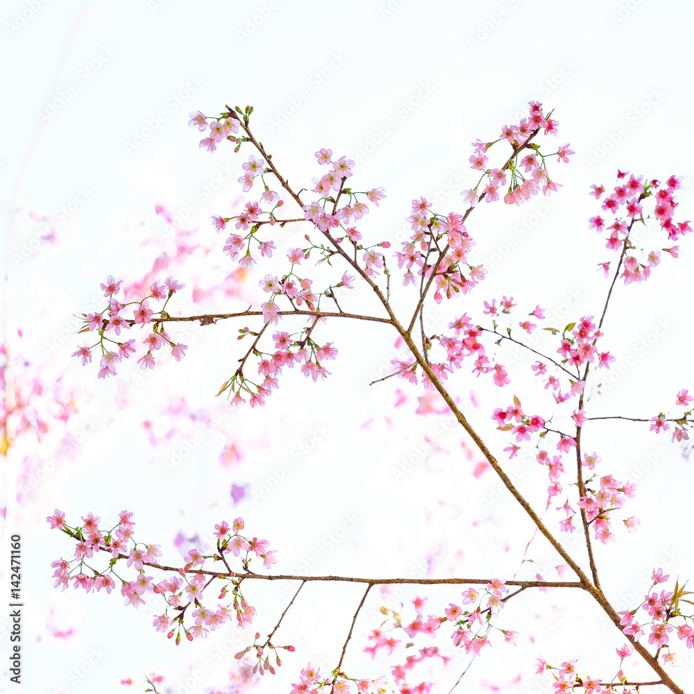 Pink Cherry blossom, sakura flowers isolated on white background Pink Cherry blossom, sakura flowers isolated on white background