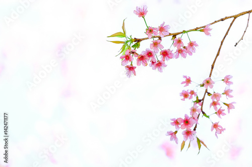 Pink Cherry blossom, sakura flowers isolated on white background © subinpumsom