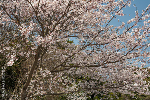 常盤公園の桜 © kuro5050