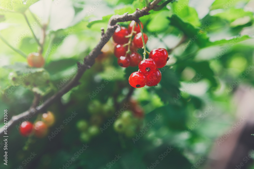 Obraz premium Red currant on a bush closeup, summer garden
