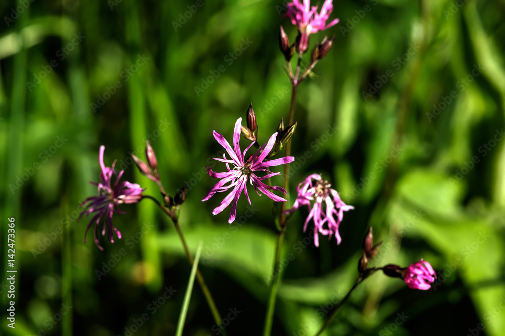 Adonis. Wild flower. A lychnis flower growing on a summer meadow.