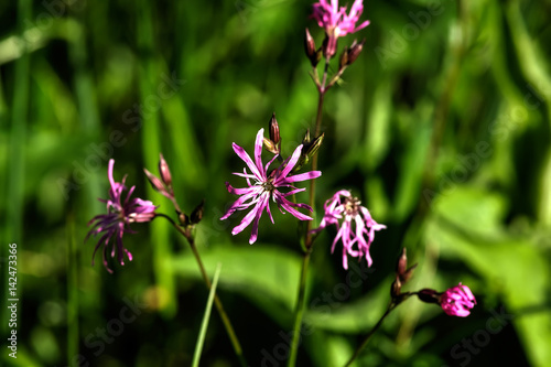 Obraz na płótnie Adonis. Wild flower. A lychnis flower growing on a summer meadow. w salonie