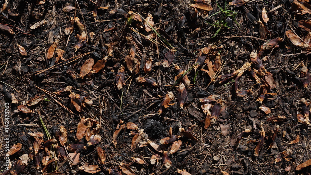 Background Of Forest Floor With Wood Chips, Sprigs, Leafs, Grass And Shredded Pine Cones