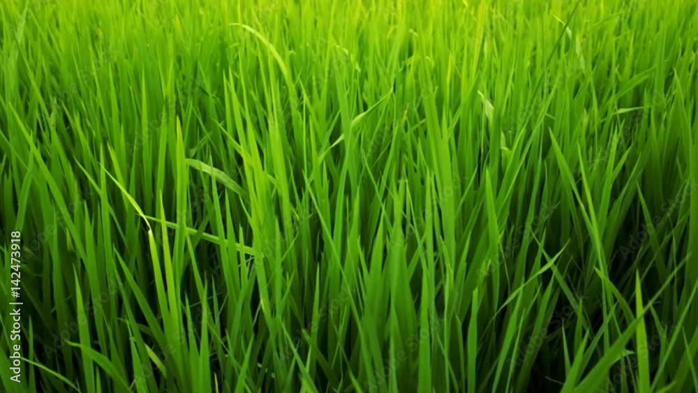 close up green grass paddy field background close up green grass paddy field background