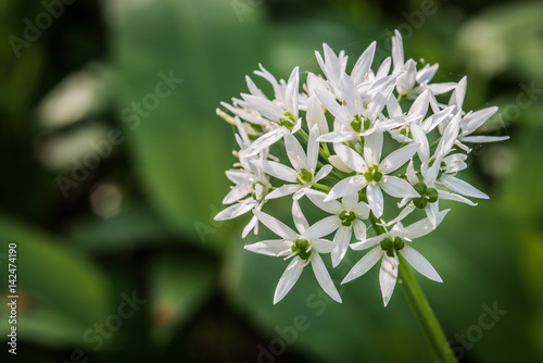 The characteristic white flowers  of wild garlic are perfectly edible – and pretty too – although the plant is at its best before too many flowers appear.