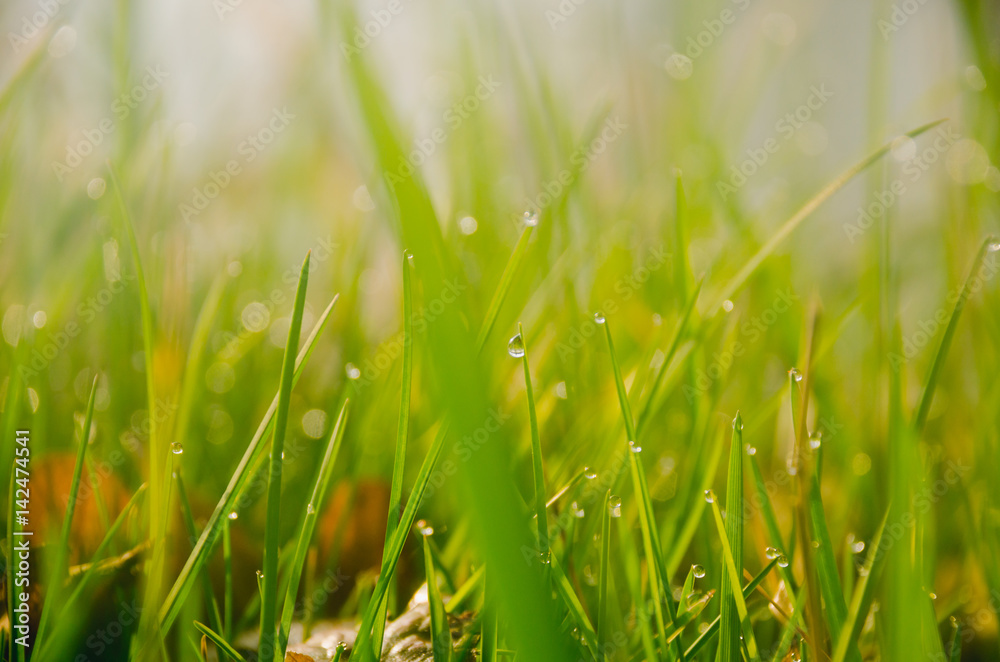 Obraz premium Dew drops on blades of grass on a sunny morning