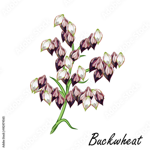 Buckwheat (Fagopyrum esculentum). Hand drawn vector illustration of buckwheat plant with seeds and withered flowers on white background.