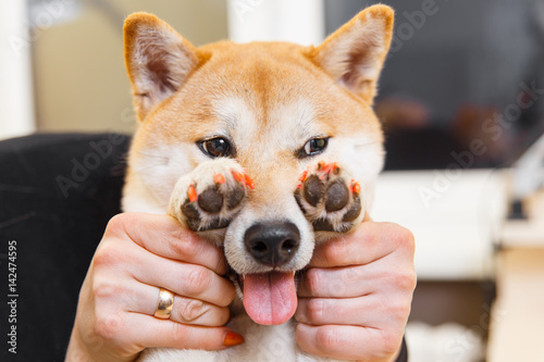 Shiba Inu dog an appointment at the beautician photo