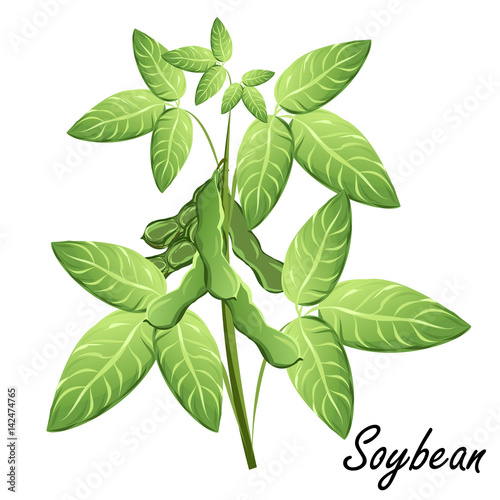 Soybean  (soya, Glycine max). Hand drawn vector illustration of soybean plant with bean pods on white background.