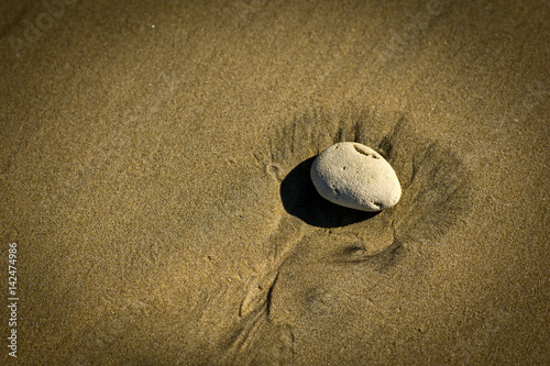 gallet sur la plage detail photo