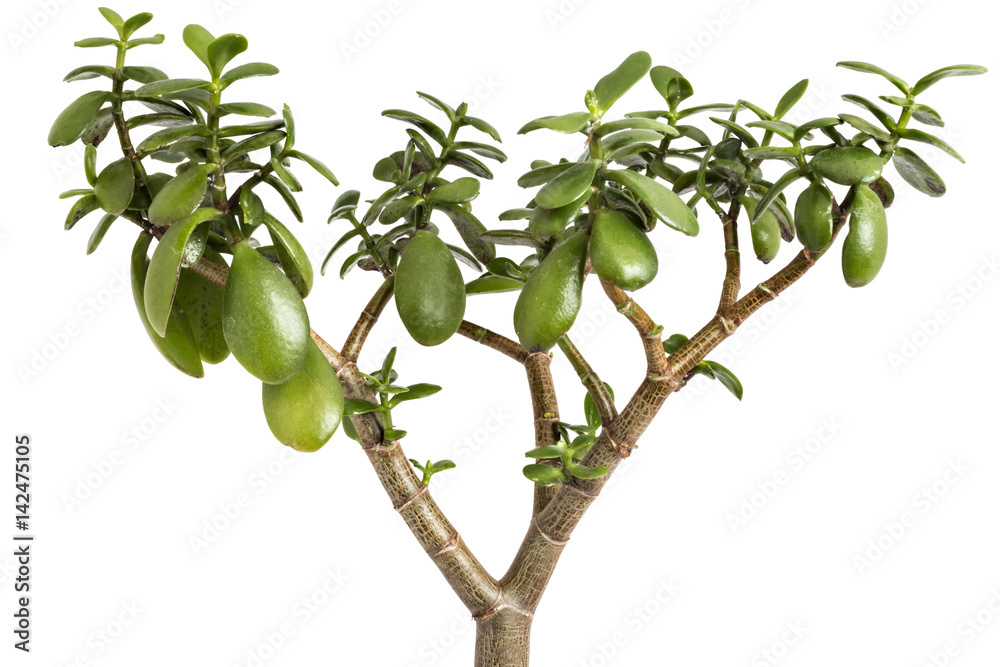 Crassula ovata tree on a white background. Crassula branch with leaves close-up Crassula ovata tree on a white background. Crassula branch with leaves close-up