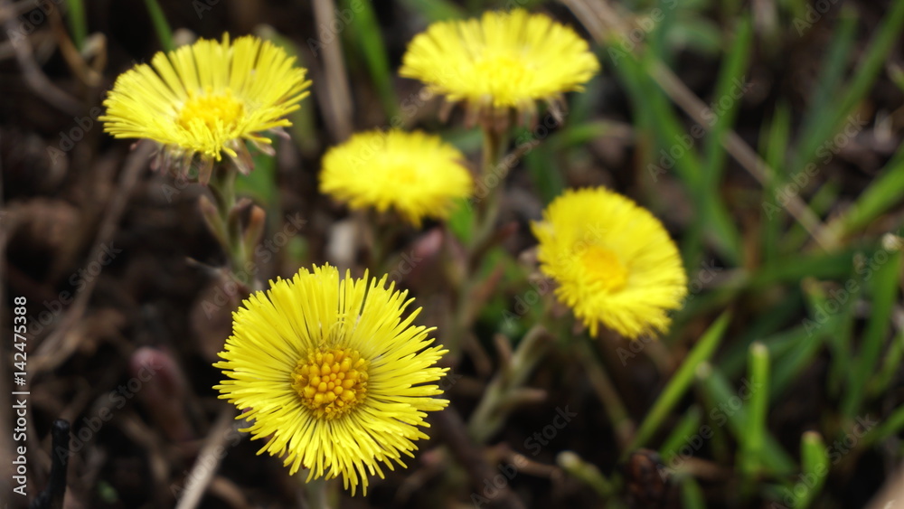 yellow spring flowers coltsfoot (tussilago farfara) on dry leaves and grass background focus yellow spring flowers coltsfoot (tussilago farfara) on dry leaves and grass background focus